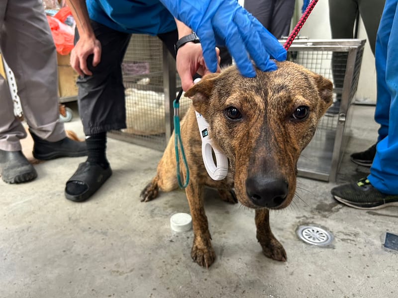 【待認養】混種犬 狗 (女生) - 臺北市動物之家