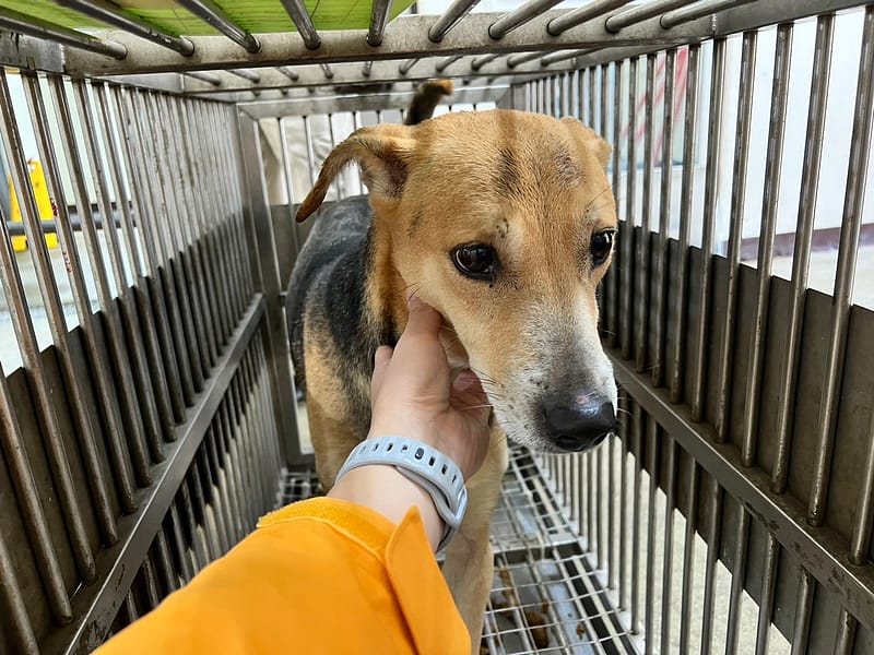 【待認養】混種犬 狗 (男生) - 桃園市動物保護教育園區
