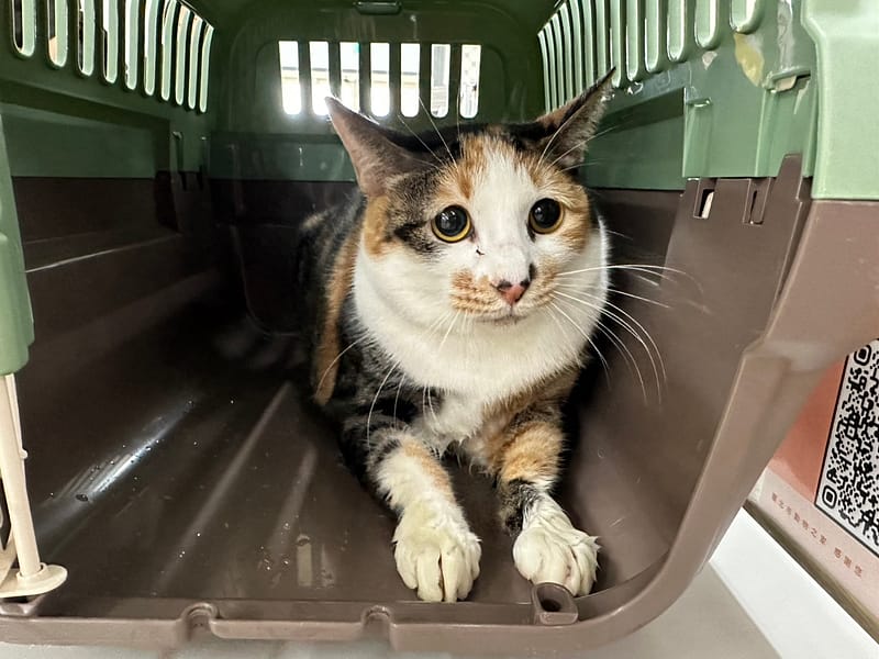 【待認養】混種貓 貓 (女生) - 臺北市動物之家