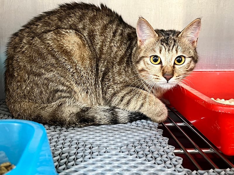 【待認養】混種貓 貓 (女生) - 桃園市動物保護教育園區