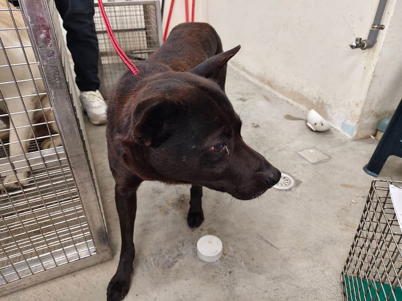 【待認養】混種犬 狗 (男生) - 臺北市動物之家