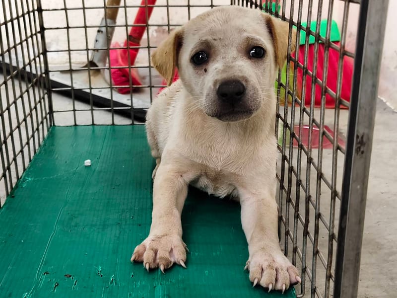【待認養】混種犬 狗 (女生) - 臺北市動物之家
