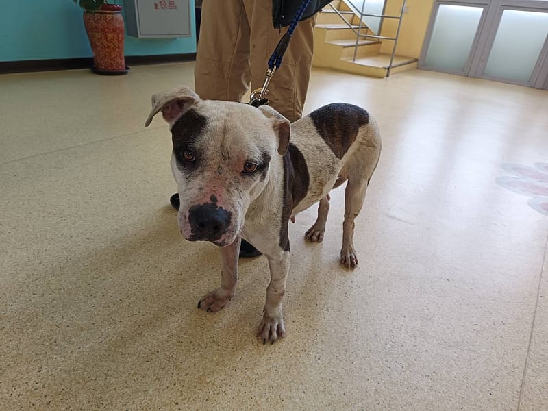 【待認養】比特犬 狗 (女生) - 新竹市動物保護教育園區