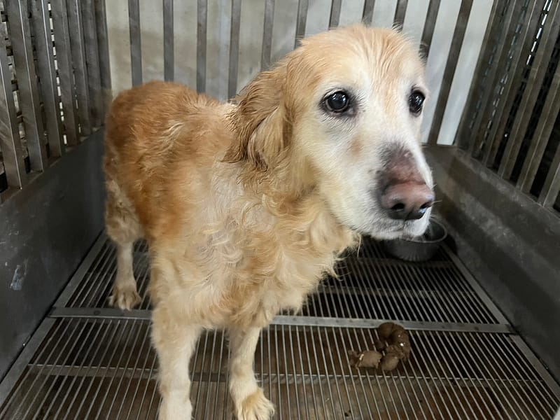 【待認養】混種犬 狗 (女生) - 桃園市動物保護教育園區