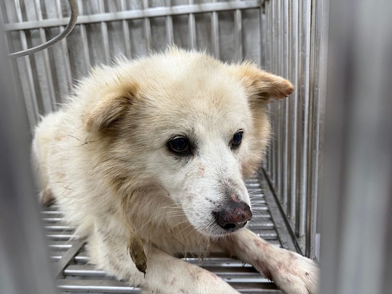 【待認養】混種犬 狗 (男生) - 基隆市寵物銀行