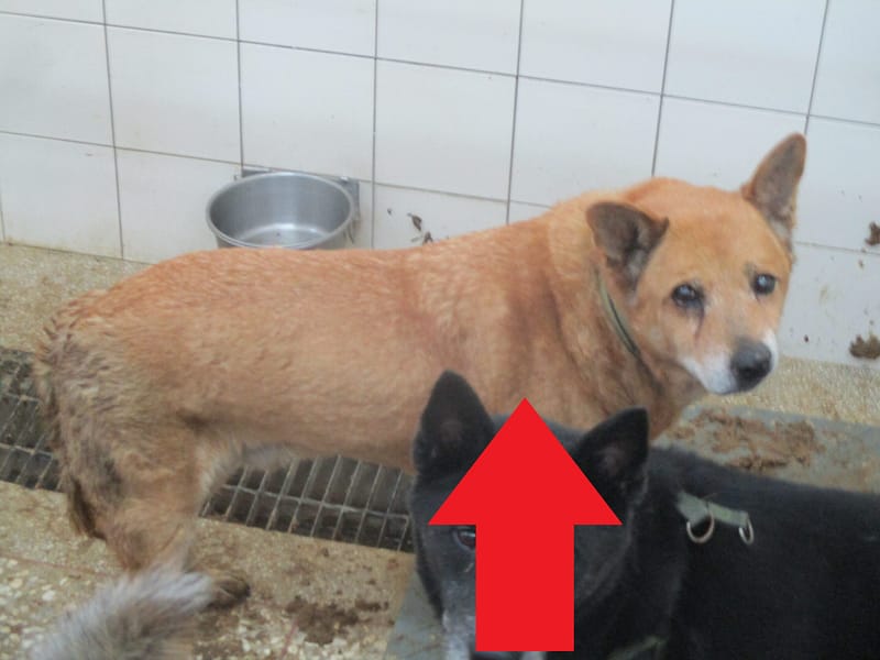 【待認養】混種犬 狗 (男生) - 高雄市壽山動物保護教育園區