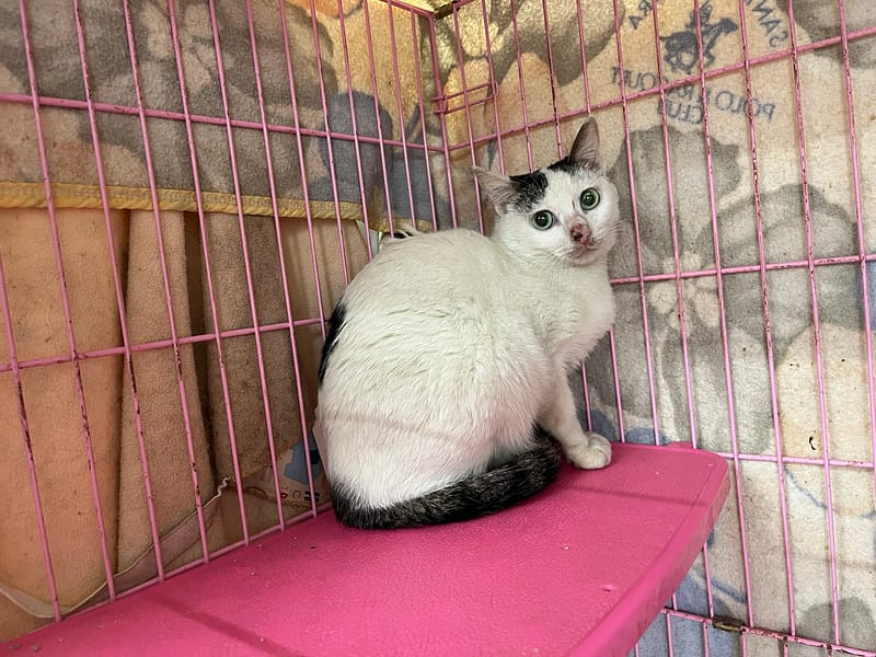 【待認養】混種貓 貓 (女生) - 臺北市動物之家