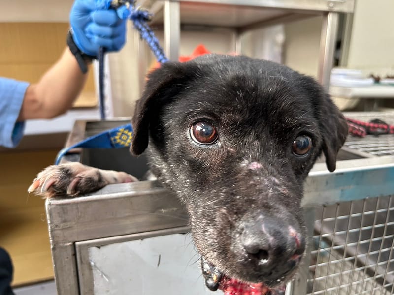 【待認養】混種犬 狗 (男生) - 臺北市動物之家