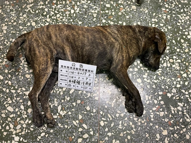 【待認養】混種犬 狗 (男生) - 雲林縣流浪動物收容所