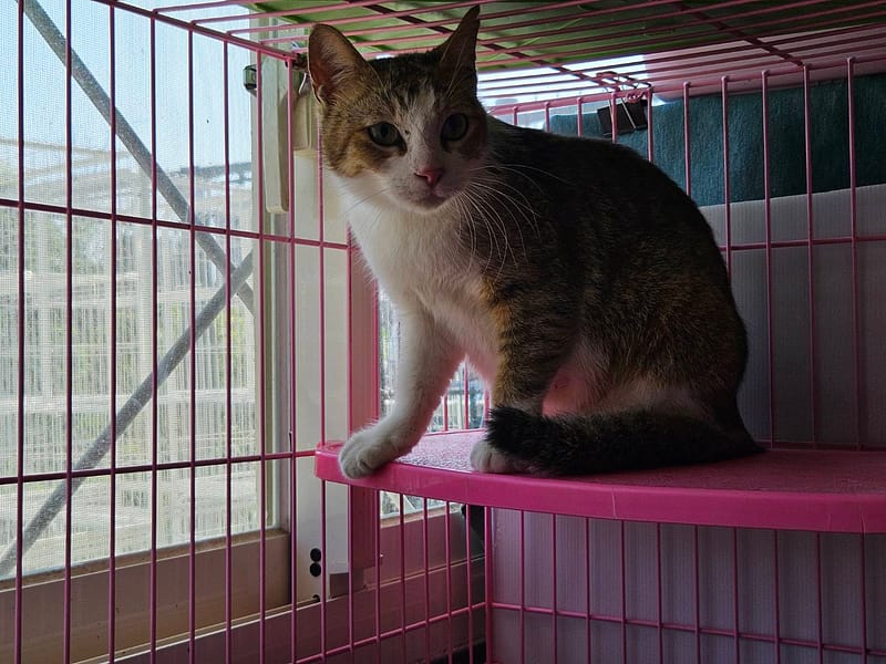 【待認養】混種貓 貓 (女生) - 臺北市動物之家