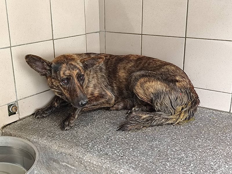 【待認養】混種犬 狗 (女生) - 高雄市燕巢動物保護關愛園區