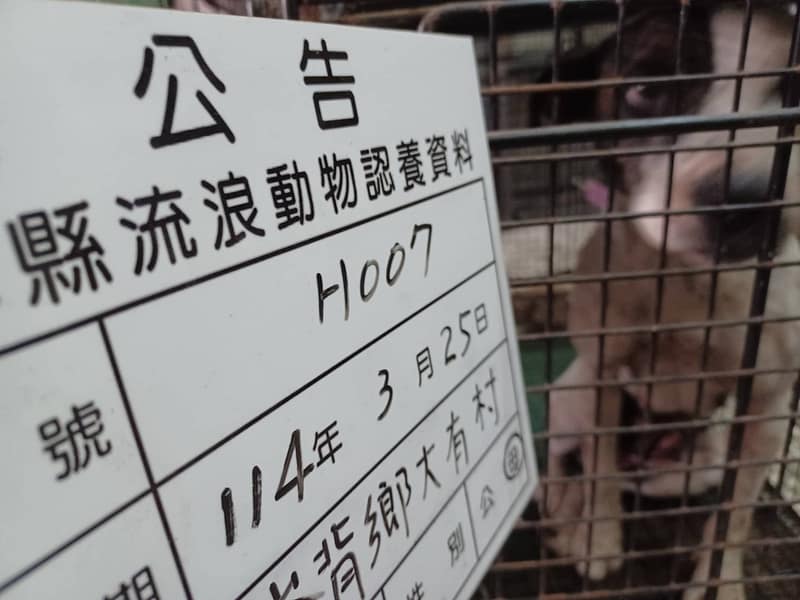 【待認養】比特犬 狗 (女生) - 雲林縣流浪動物收容所