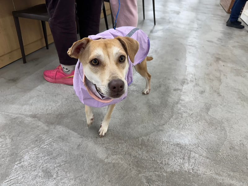 【待認養】混種犬 狗 (女生) - 臺北市動物之家