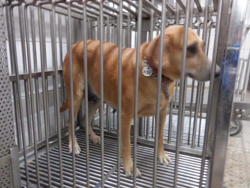 【待認養】混種犬 狗 (女生) - 南投縣公立動物收容所