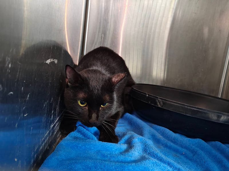 【待認養】混種貓 貓 (男生) - 臺北市動物之家