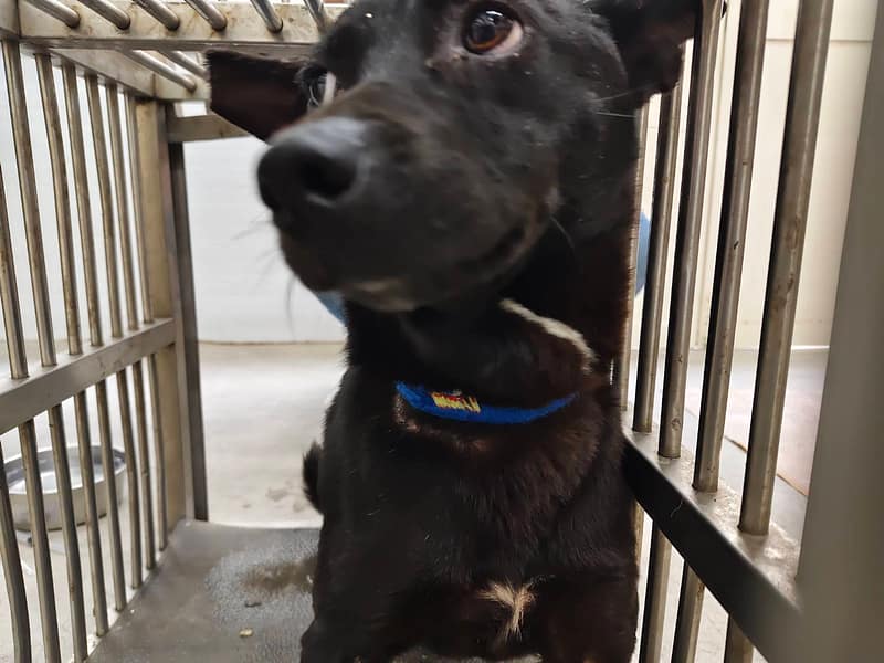 【待認養】混種犬 狗 (女生) - 臺北市動物之家