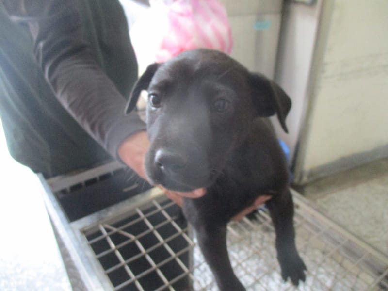 【待認養】混種犬 狗 (女生) - 高雄市壽山動物保護教育園區