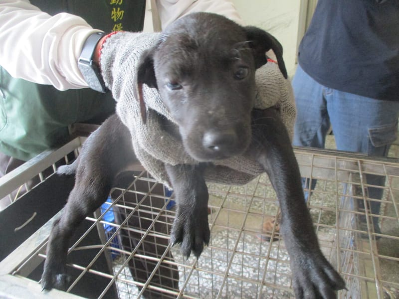 【待認養】混種犬 狗 (女生) - 高雄市壽山動物保護教育園區