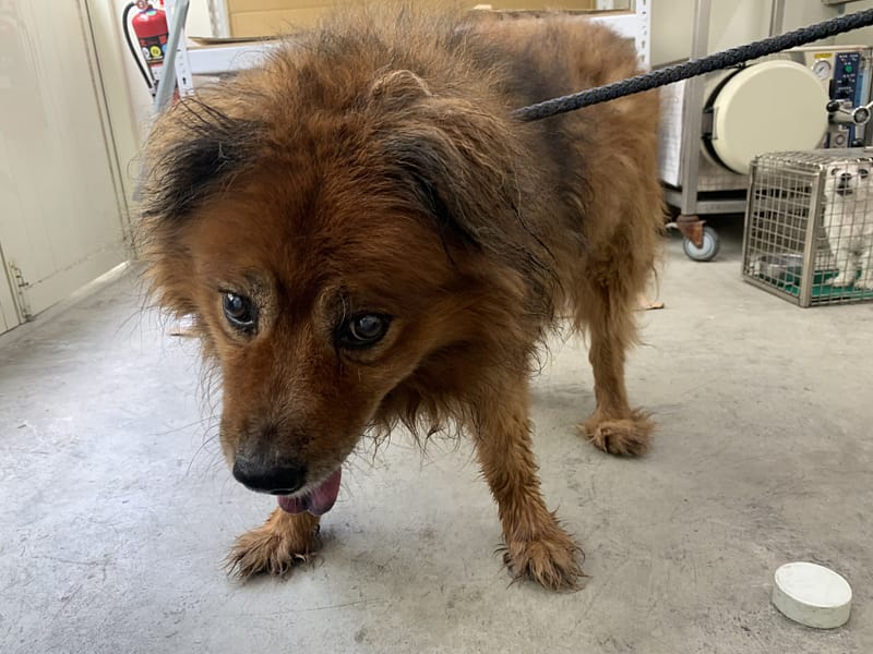 【待認養】混種犬 狗 (男生) - 臺北市動物之家