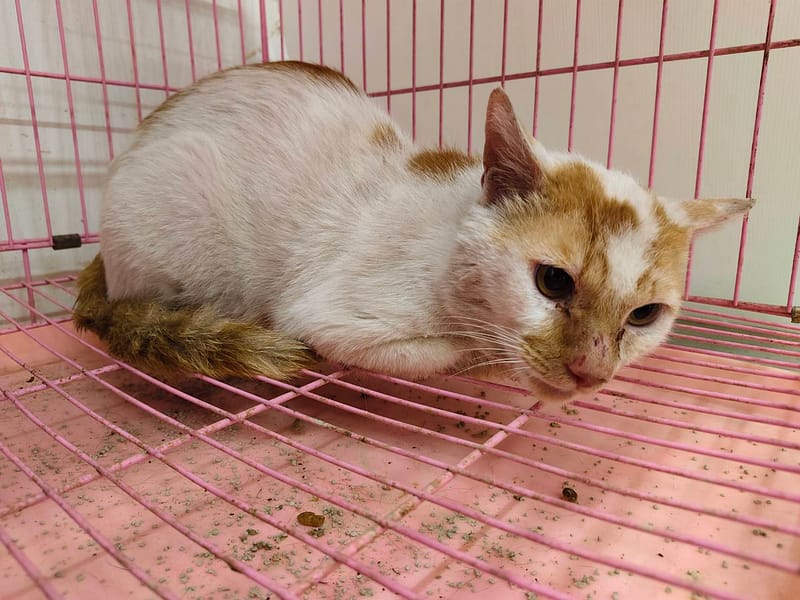 【待認養】混種貓 貓 (男生) - 臺北市動物之家