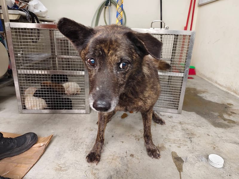 【待認養】混種犬 狗 (女生) - 臺北市動物之家