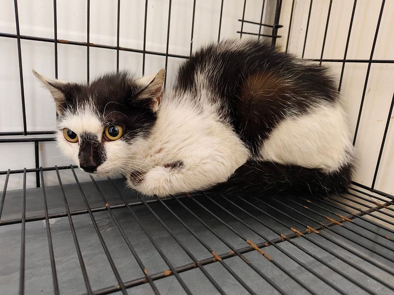 【待認養】混種貓 貓 (男生) - 臺北市動物之家