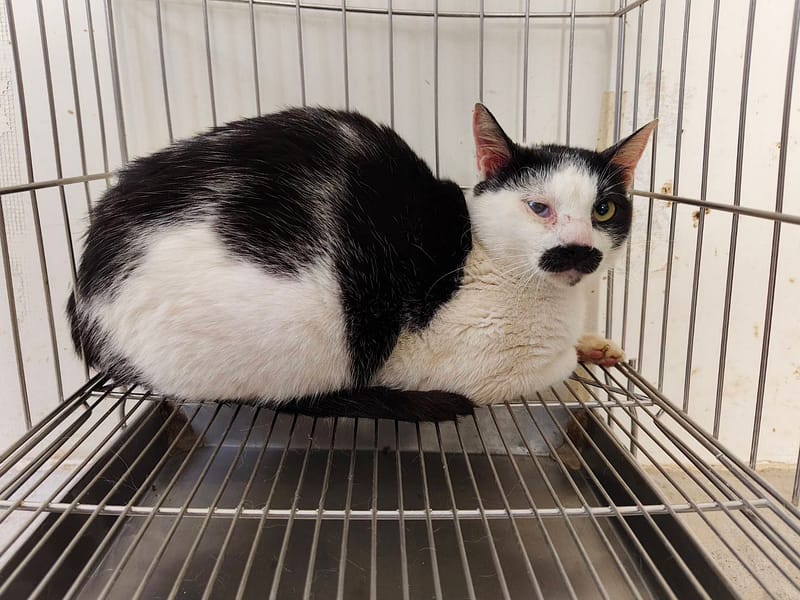 【待認養】混種貓 貓 (男生) - 臺北市動物之家