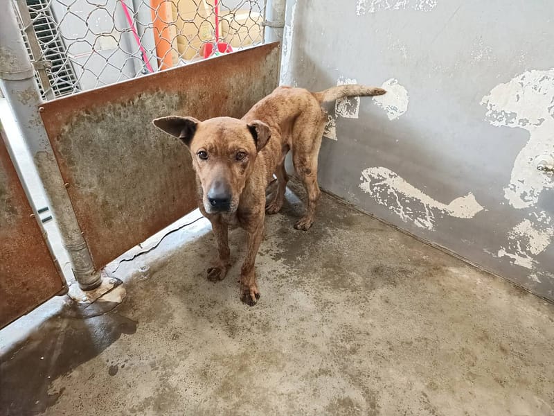 【待認養】台灣犬 狗 (男生) - 新竹市動物保護教育園區
