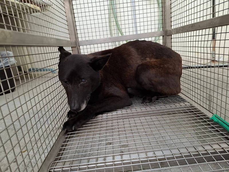 【待認養】混種犬 狗 (女生) - 臺北市動物之家