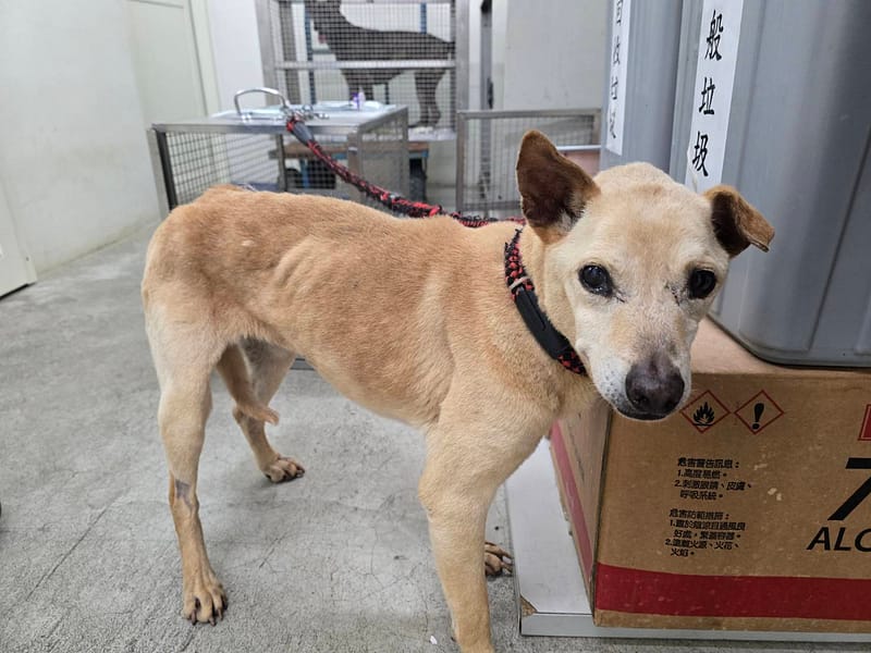 【待認養】混種犬 狗 (女生) - 臺北市動物之家