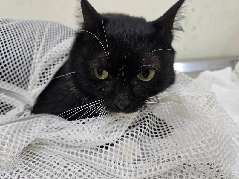 【待認養】混種貓 貓 (女生) - 臺北市動物之家