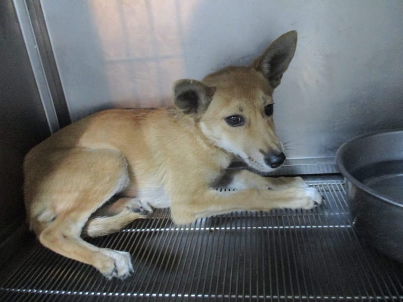 【待認養】混種犬 狗 (女生) - 高雄市壽山動物保護教育園區