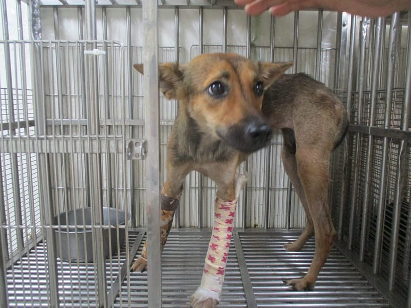 【待認養】混種犬 狗 (女生) - 高雄市壽山動物保護教育園區