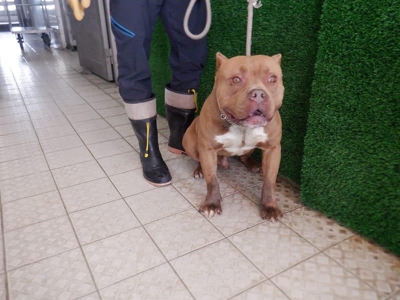 【待認養】比特犬 狗 (男生) - 南投縣公立動物收容所