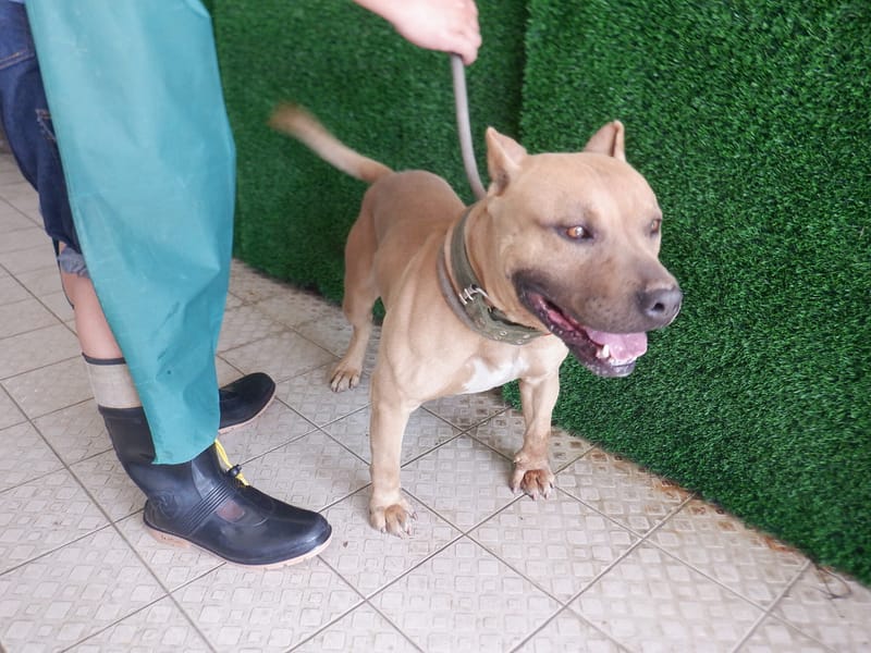 【待認養】比特犬 狗 (男生) - 南投縣公立動物收容所