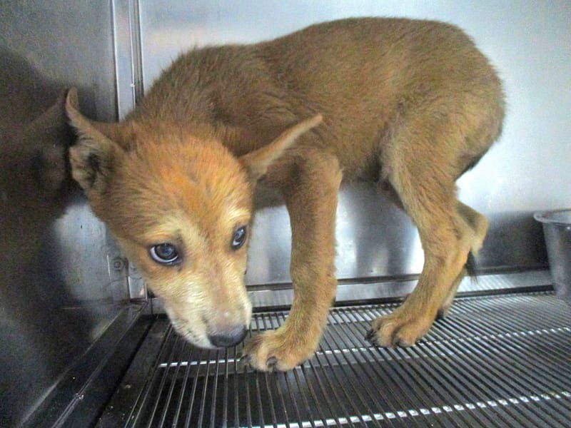 【待認養】混種犬 狗 (男生) - 高雄市壽山動物保護教育園區
