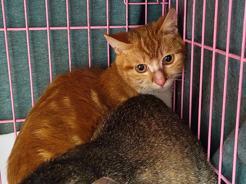 【待認養】混種貓 貓 (男生) - 臺北市動物之家