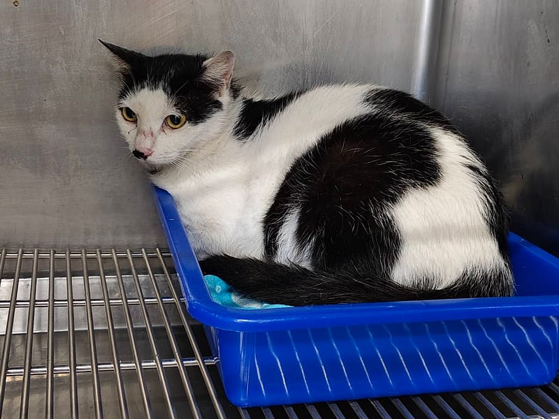 【待認養】混種貓 貓 (女生) - 臺北市動物之家