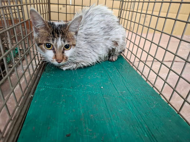 【待認養】混種貓 貓 (女生) - 臺北市動物之家