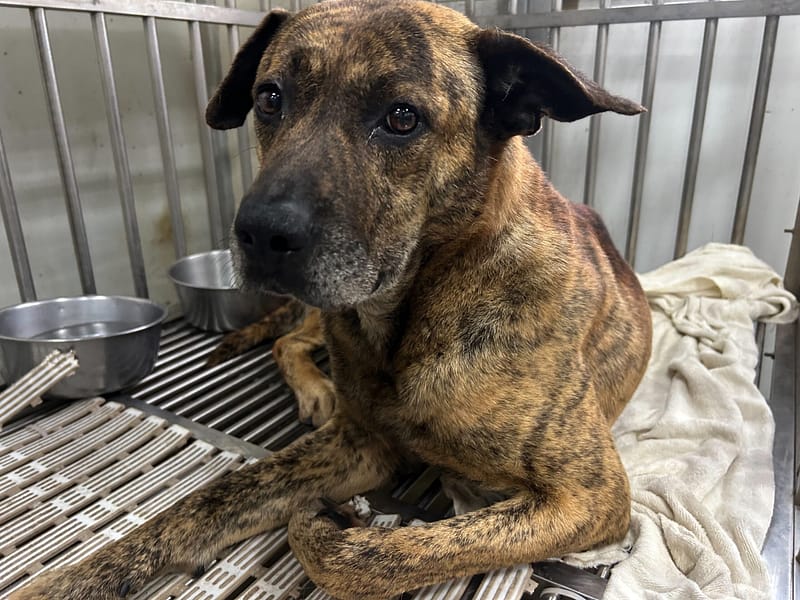 【待認養】混種犬 狗 (男生) - 新北市板橋區公立動物之家