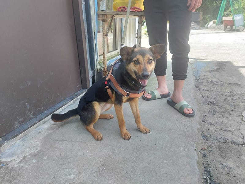 【待認養】混種犬 狗 (女生) - 新北市中和區公立動物之家