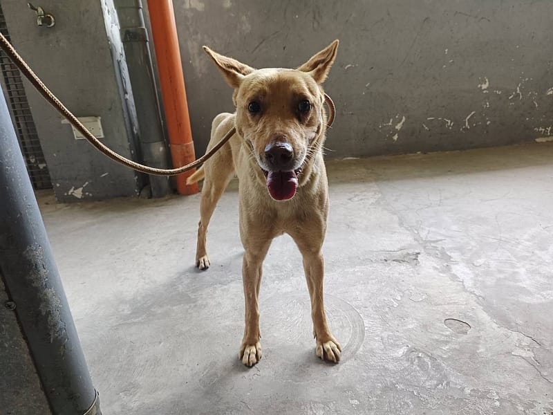 【待認養】混種犬 狗 (男生) - 新竹市動物保護教育園區