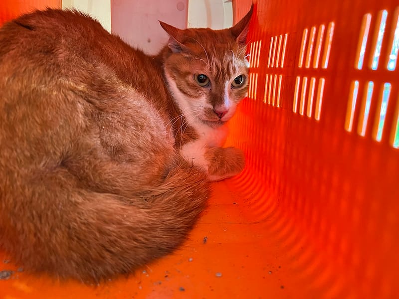 【待認養】混種貓 貓 (男生) - 桃園市動物保護教育園區