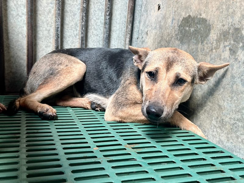 【待認養】混種犬 狗 (女生) - 彰化縣流浪狗中途之家