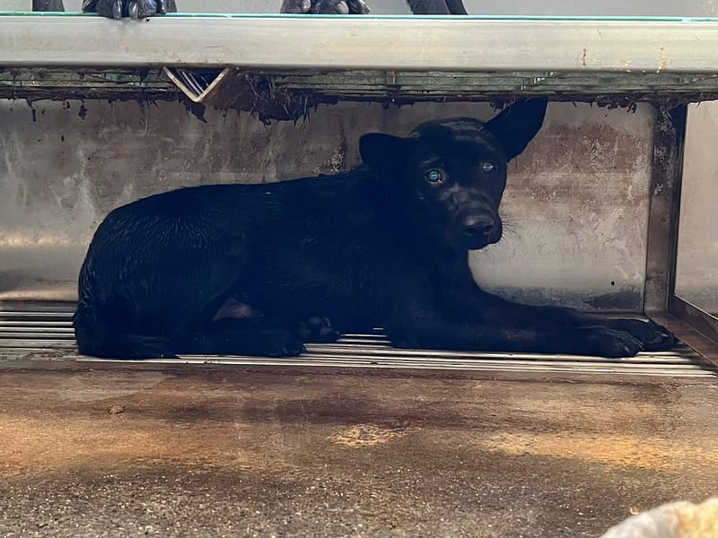 【待認養】混種犬 狗 (男生) - 彰化縣流浪狗中途之家