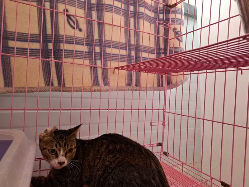 【待認養】混種貓 貓 (女生) - 臺北市動物之家