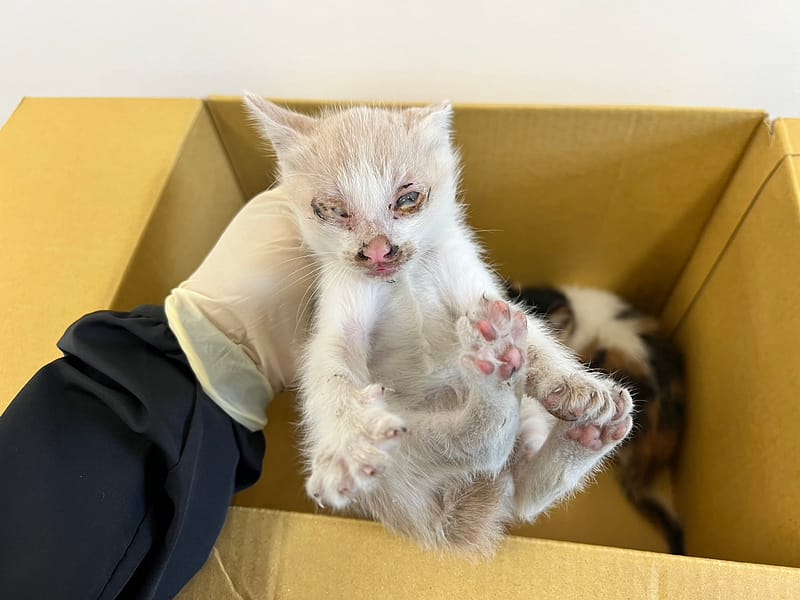 【待認養】混種貓 貓 (男生) - 桃園市動物保護教育園區