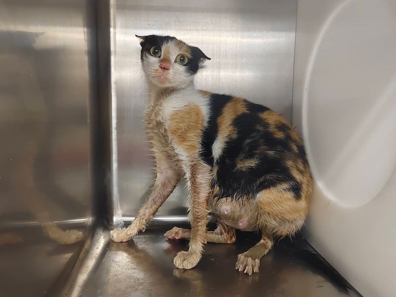 【待認養】混種貓 貓 (女生) - 臺北市動物之家