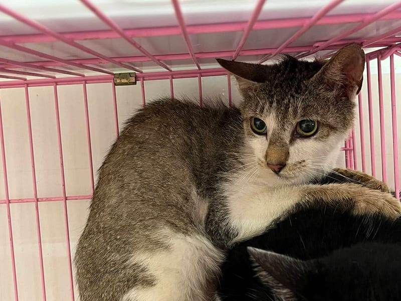 【待認養】混種貓 貓 (男生) - 臺北市動物之家