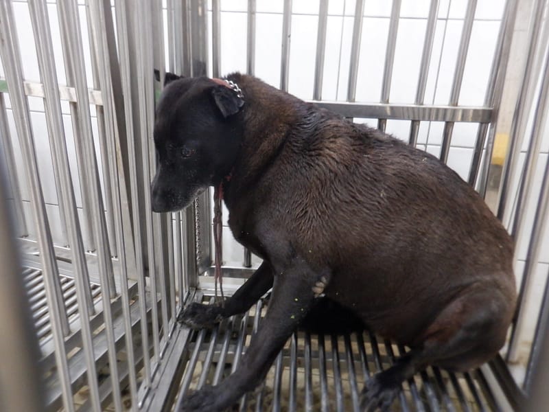 【待認養】混種犬 狗 (女生) - 南投縣公立動物收容所